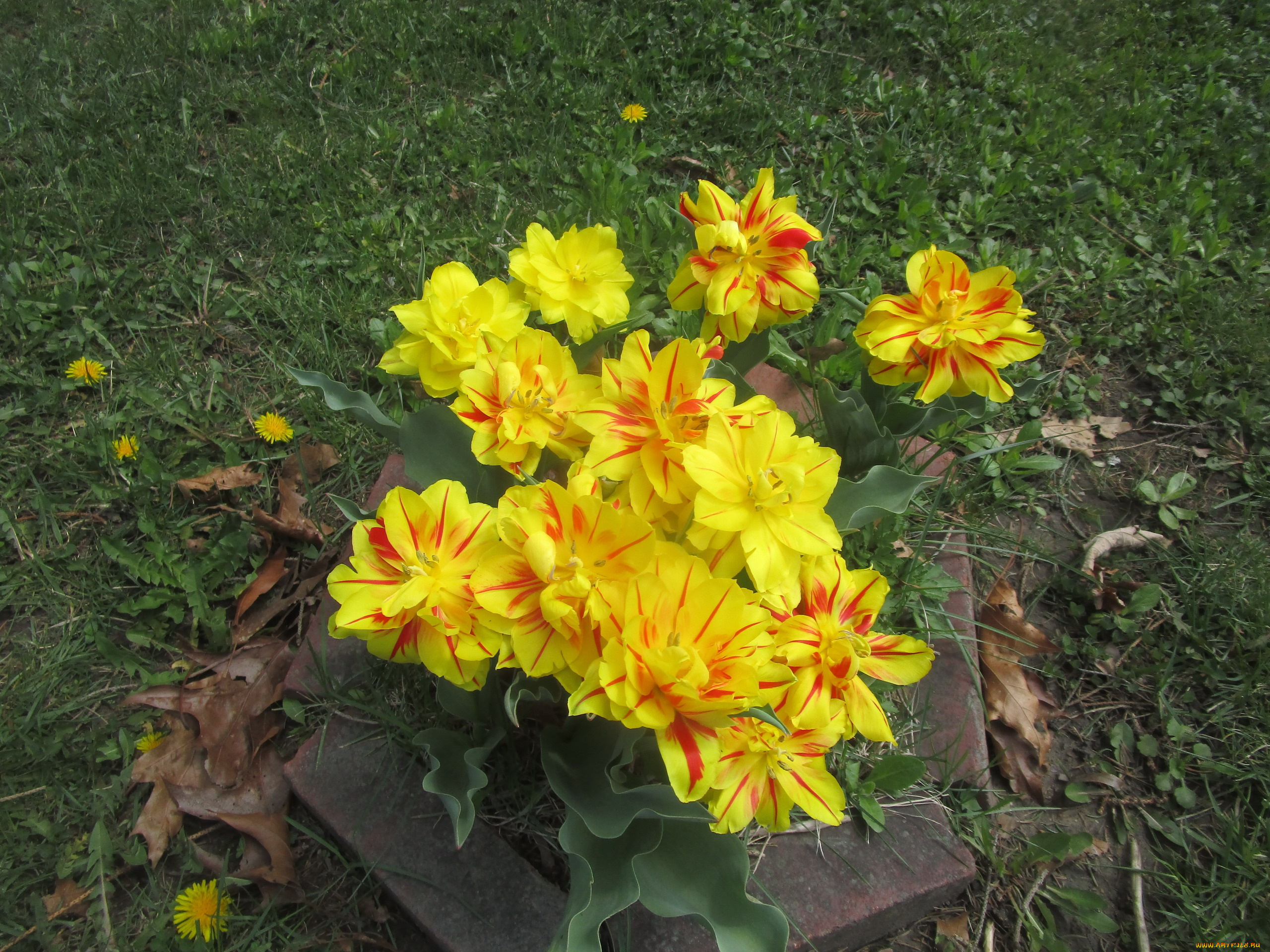 цветы, тюльпаны, разноцветные, трава