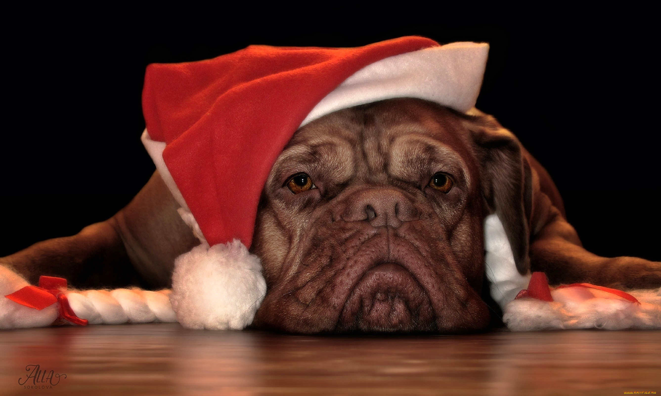 животные, собаки, собака, голова, шапка