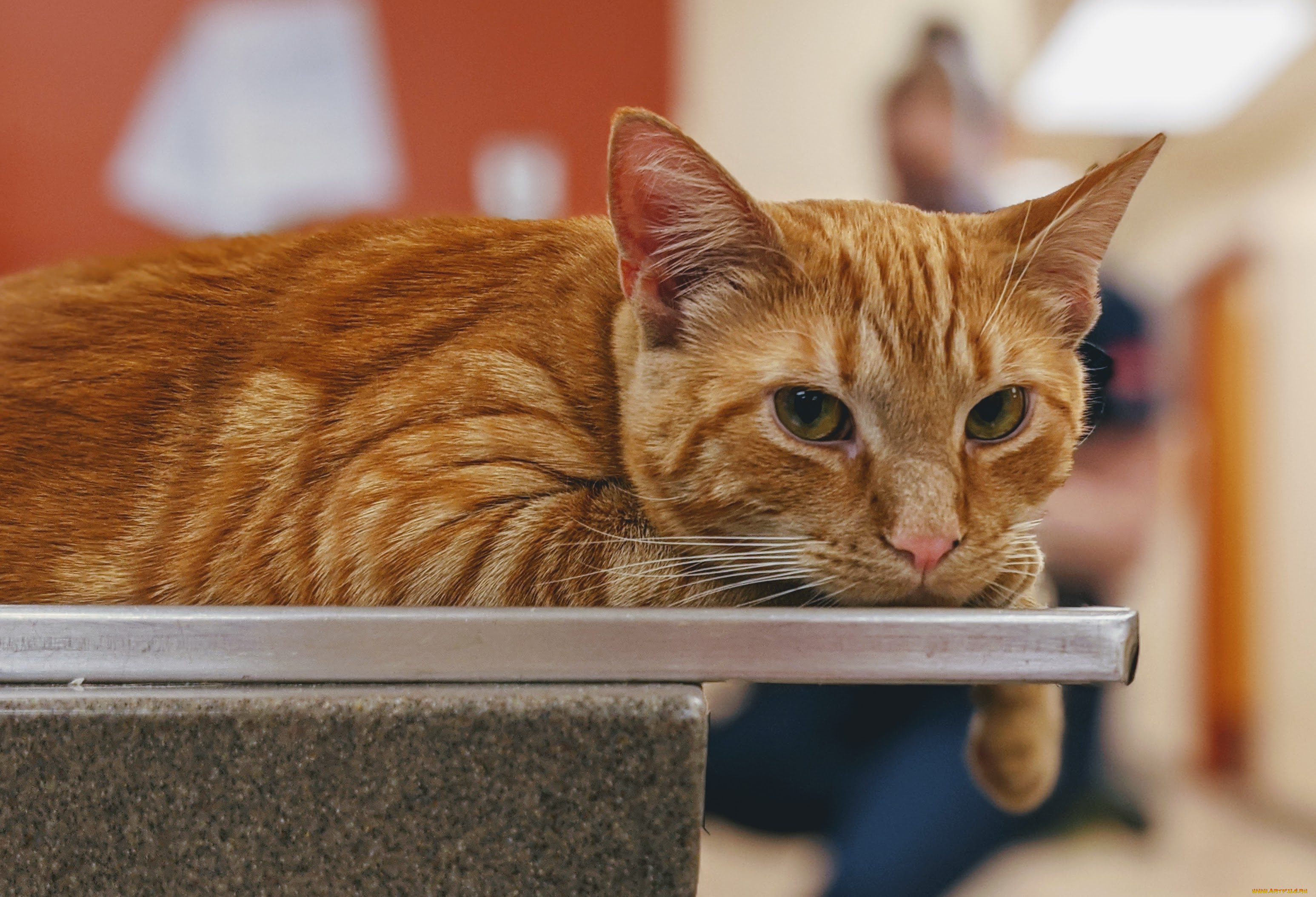 животные, коты, кот, кошка