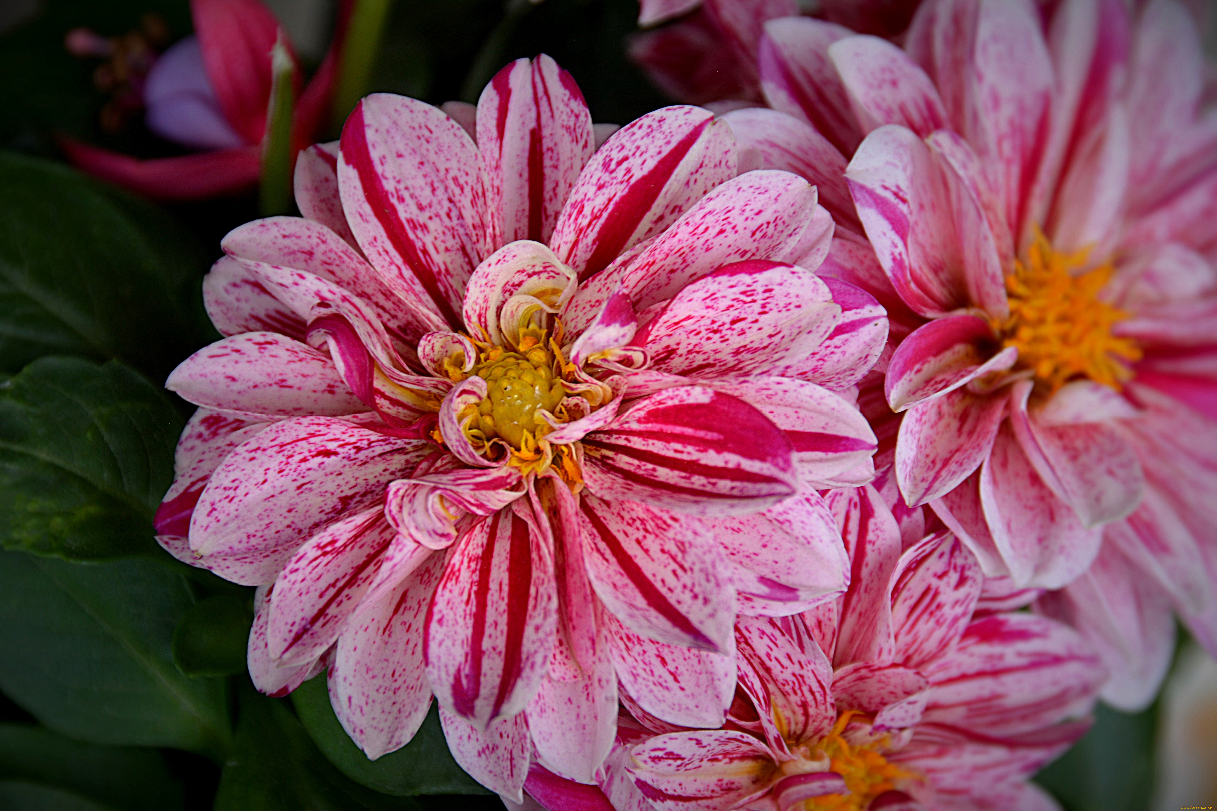 цветы, георгины