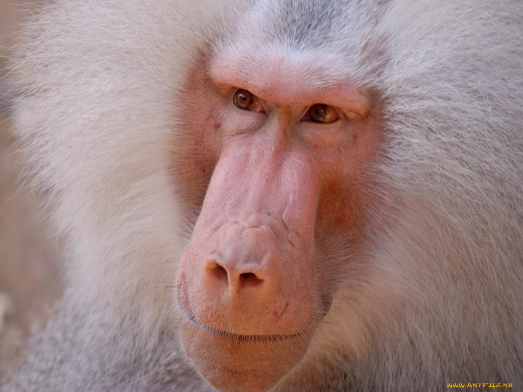 животные, обезьяны