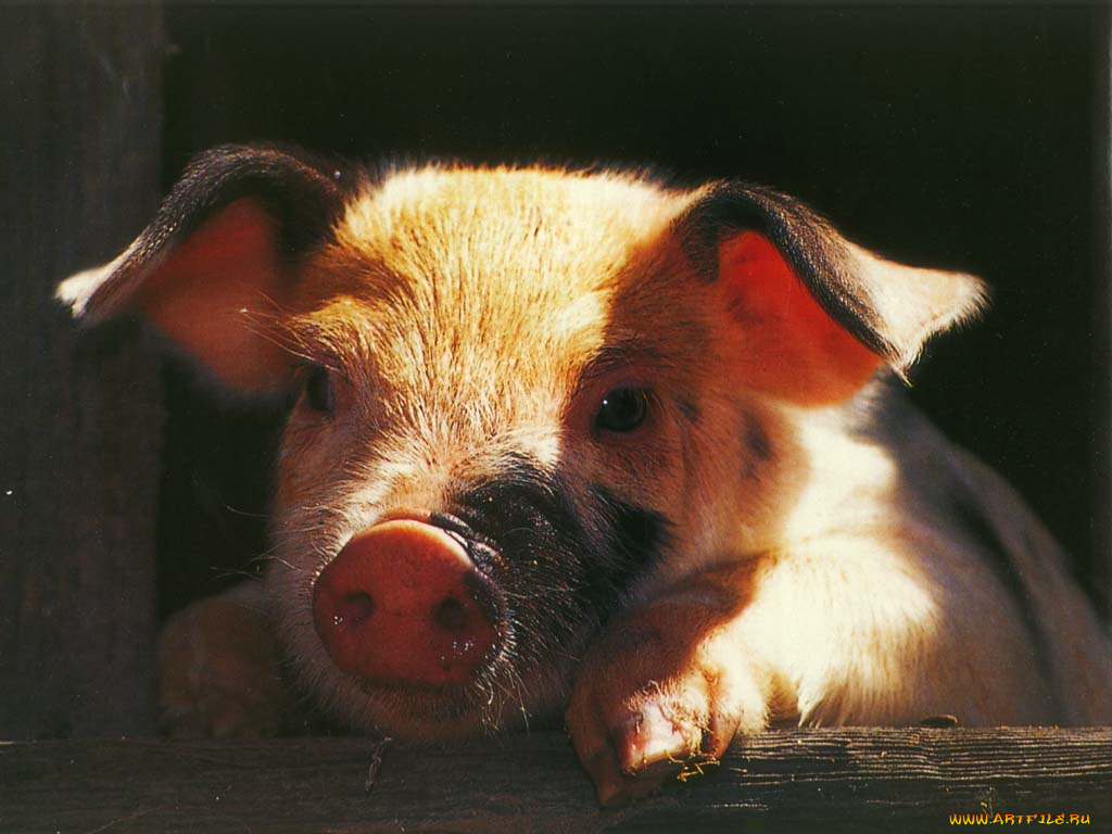 животные, свиньи, кабаны