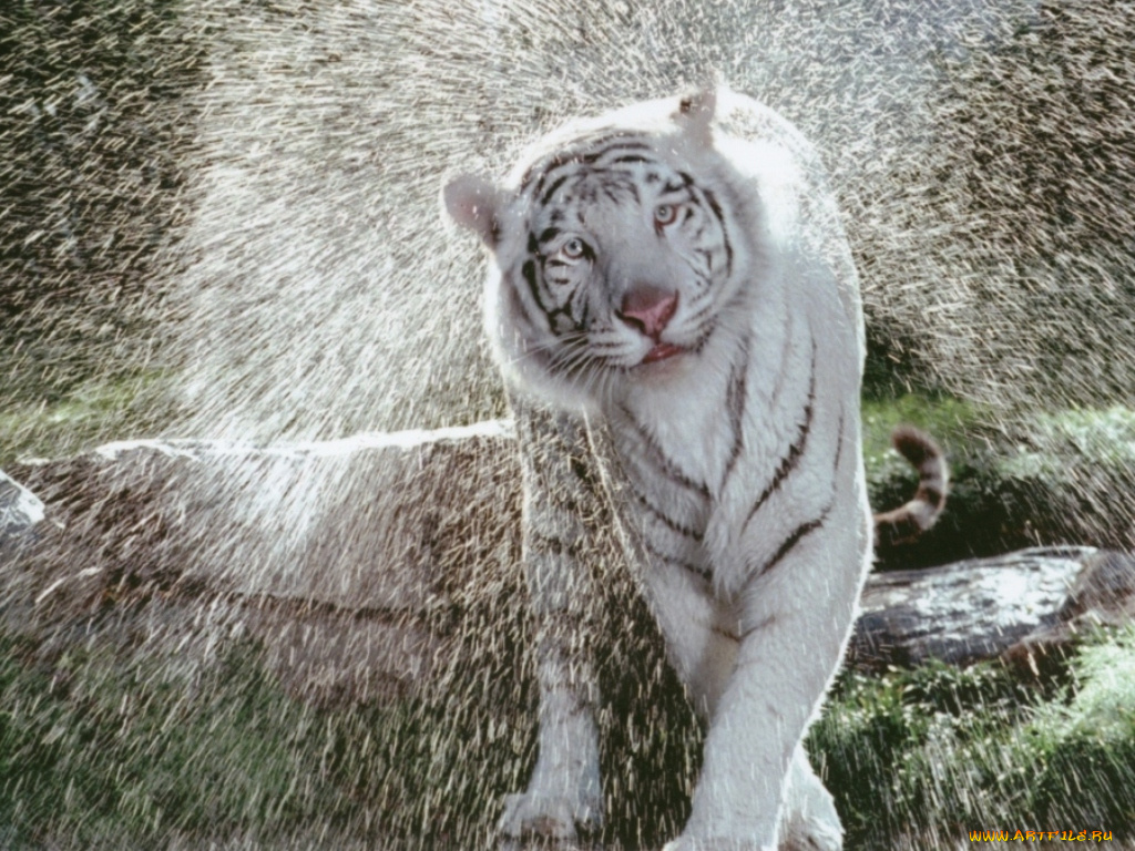 животные, тигры