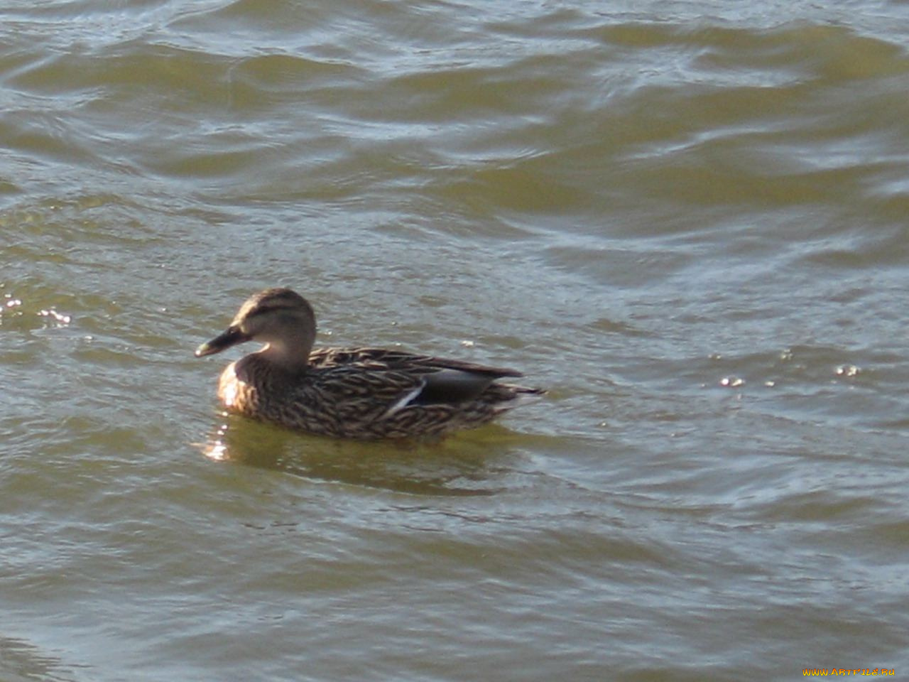 животные, утки