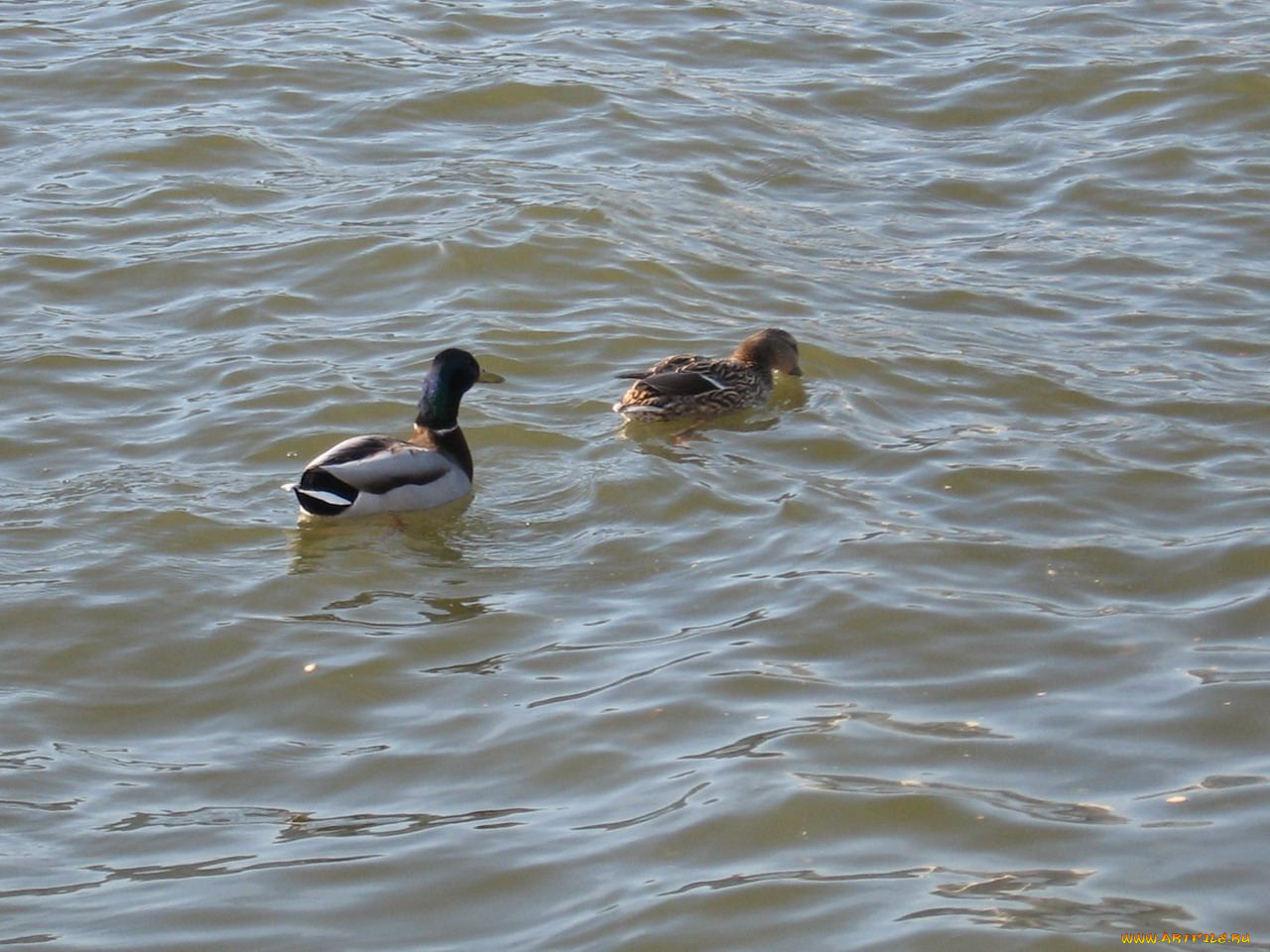 животные, утки