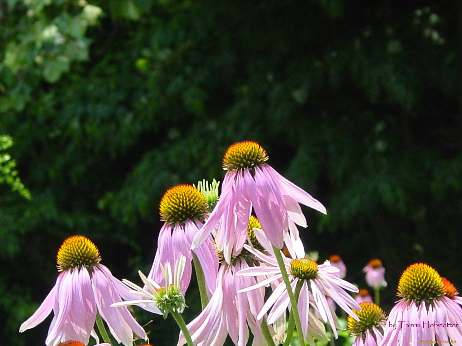 цветы, эхинацея