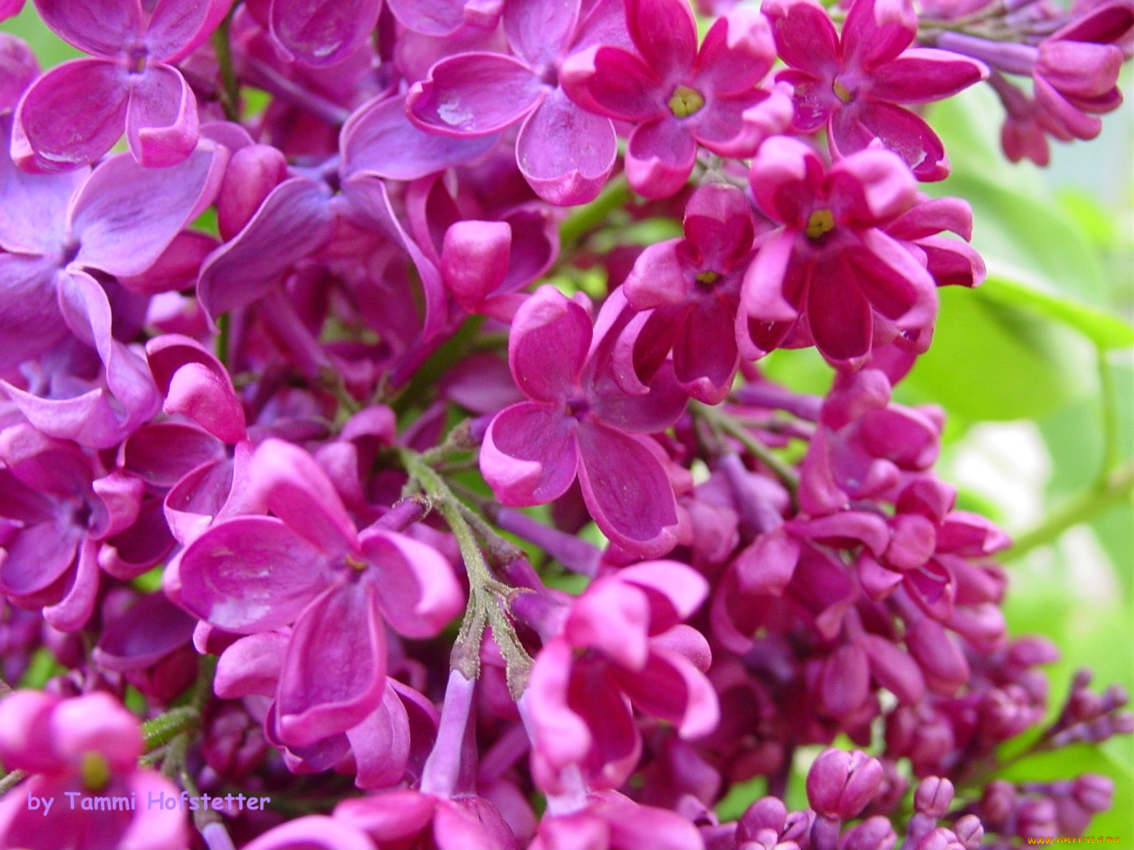 цветы, сирень