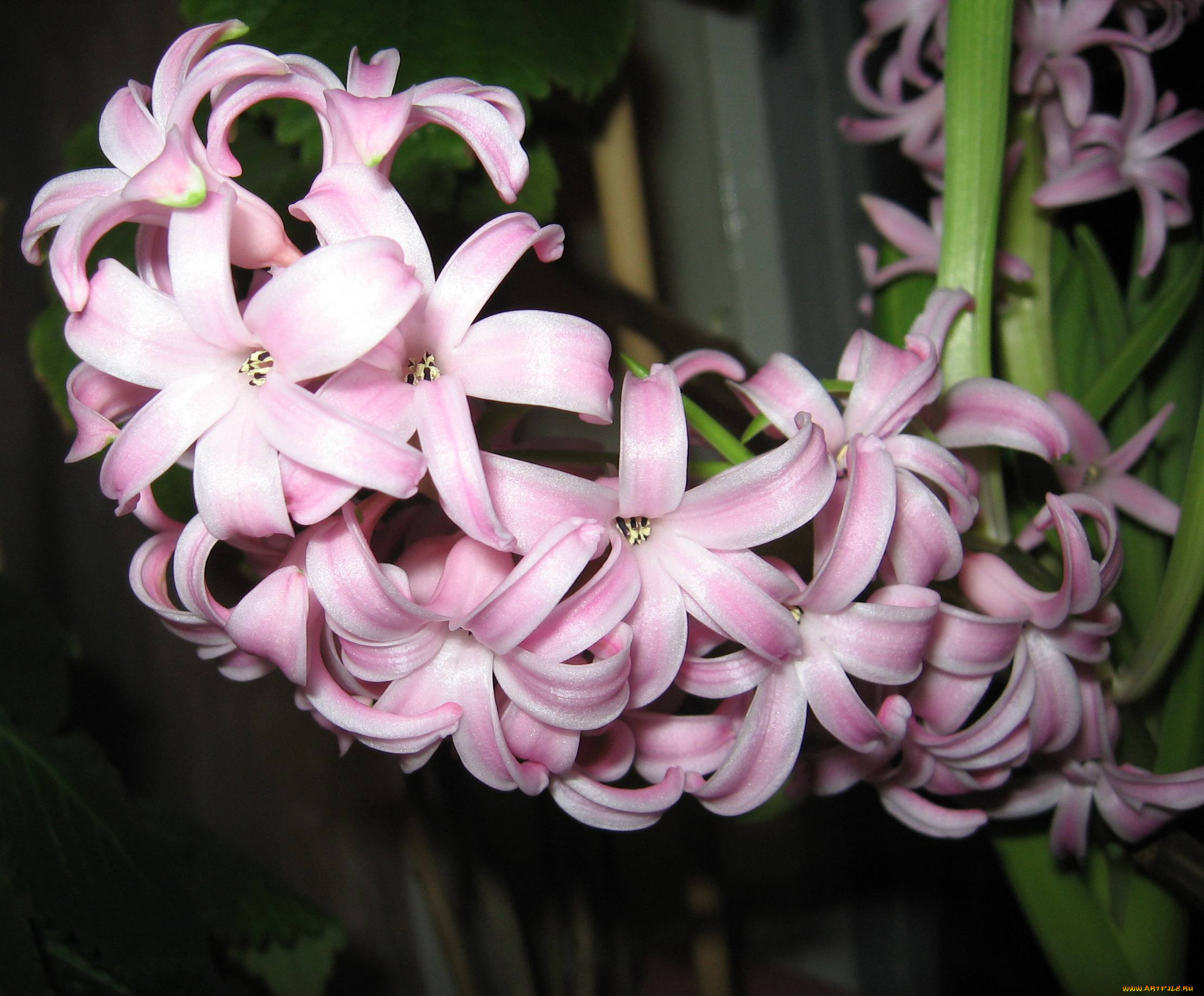 цветы, гиацинты