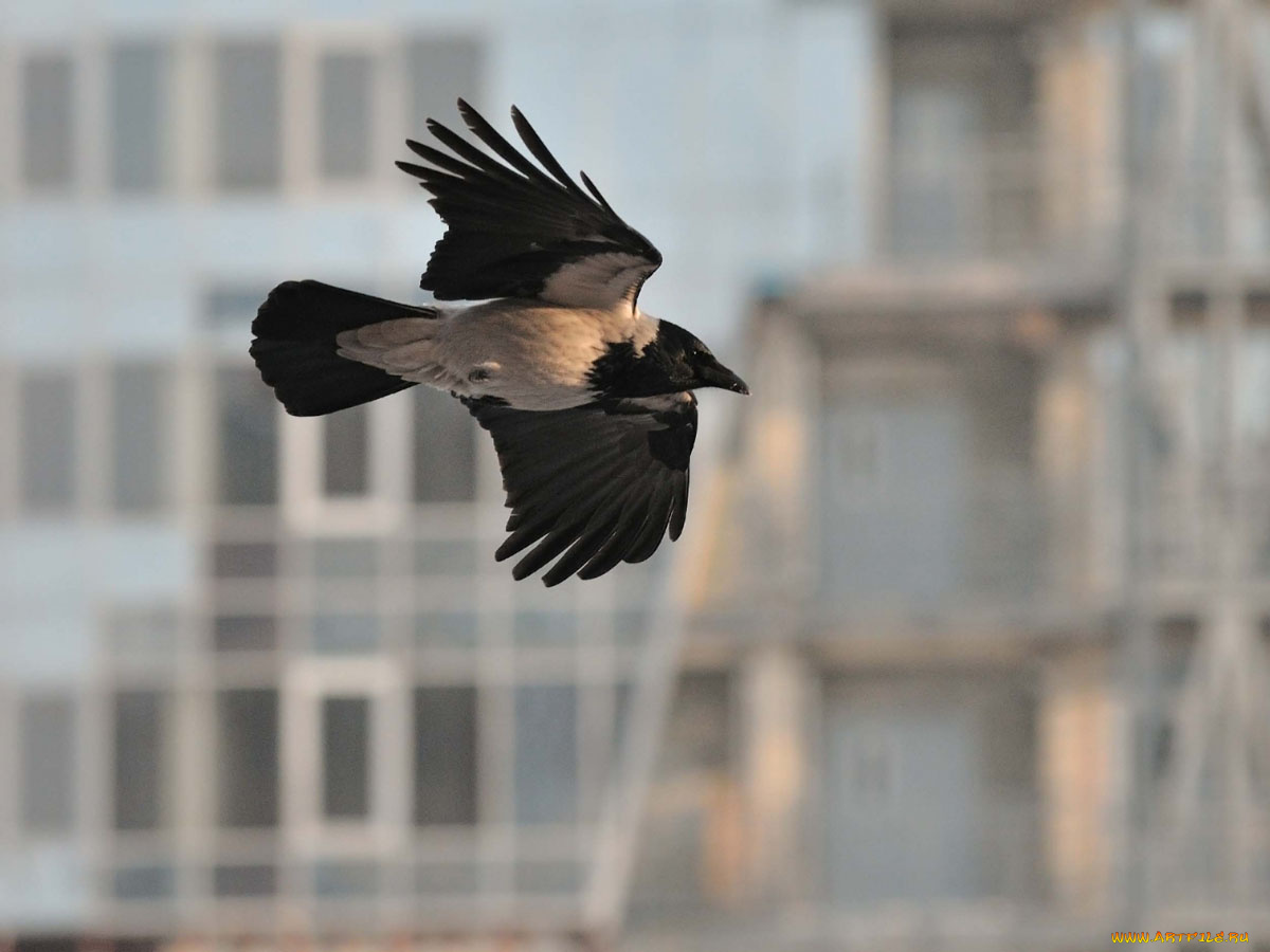 животные, вороны, грачи, галки