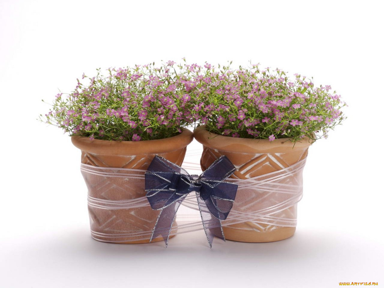 цветы, букеты, композиции