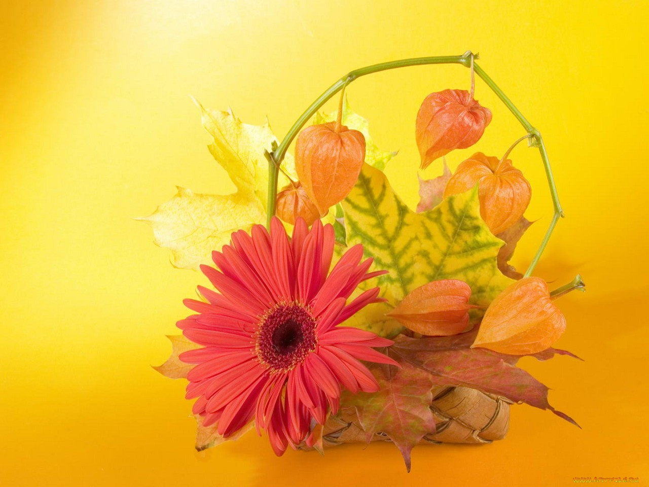 цветы, букеты, композиции