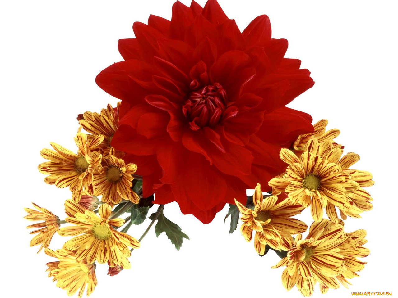 цветы, букеты, композиции