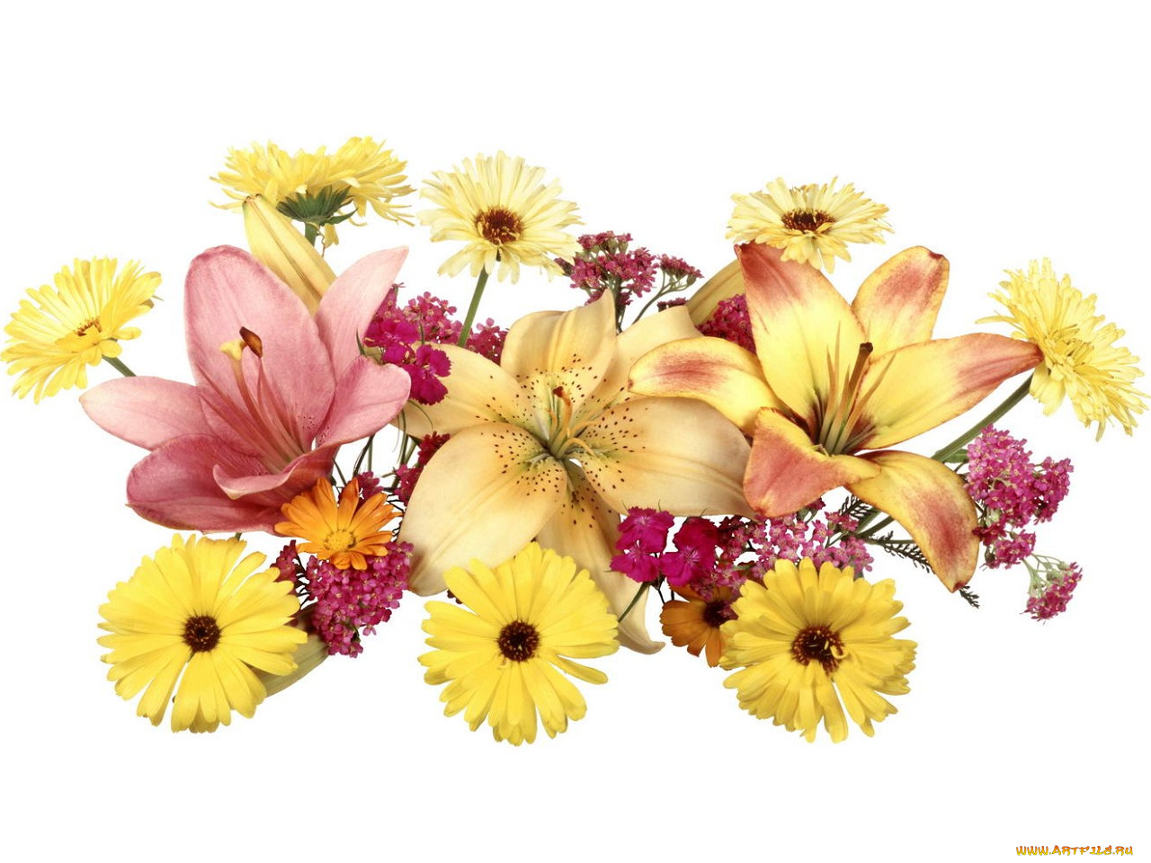 цветы, букеты, композиции