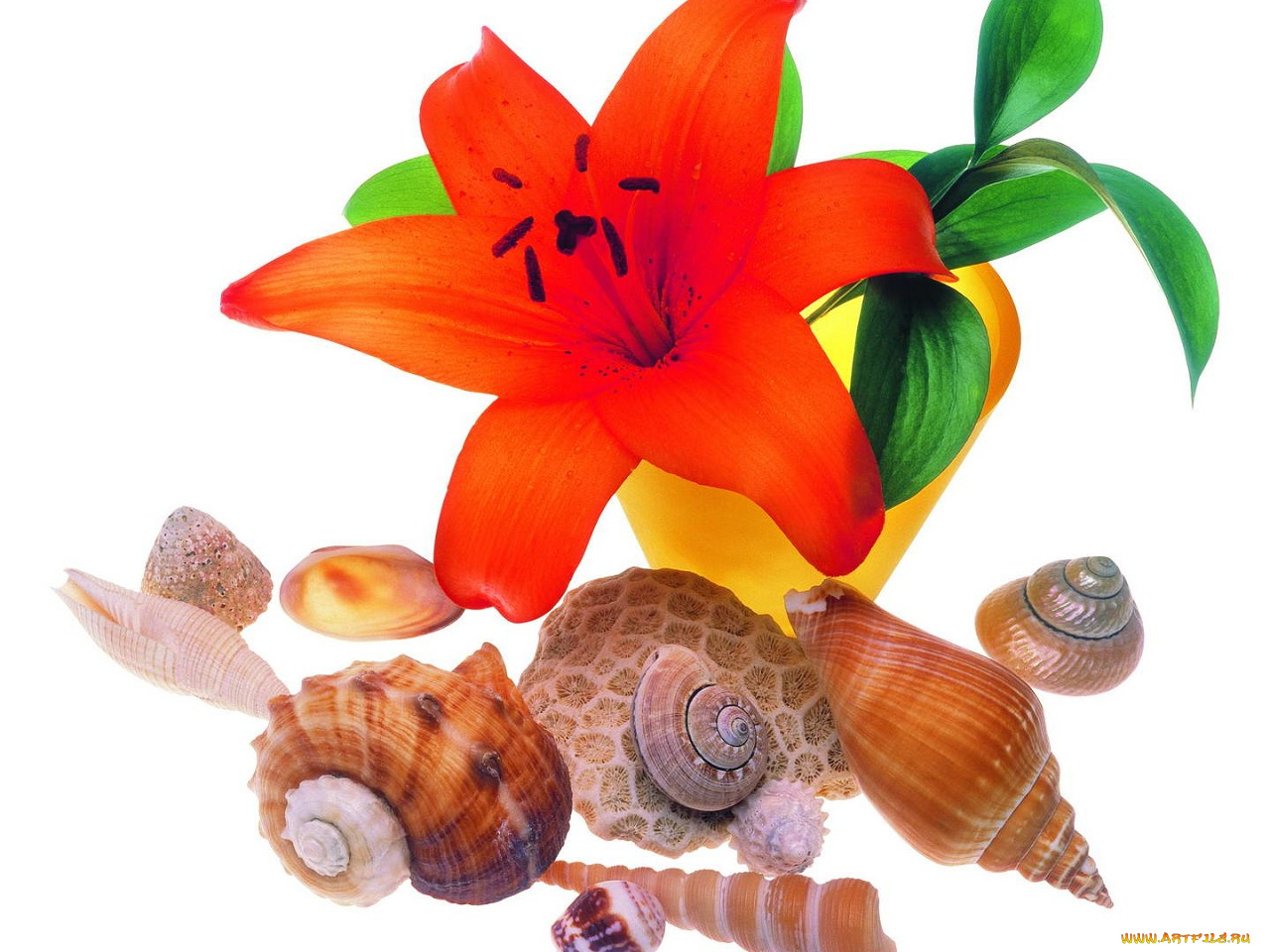 цветы, лилии, лилейники