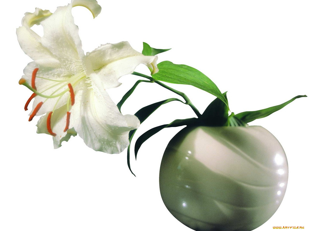 цветы, лилии, лилейники