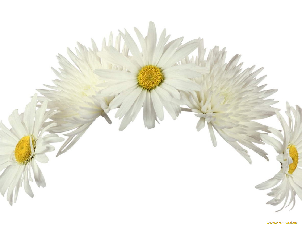 цветы, ромашки