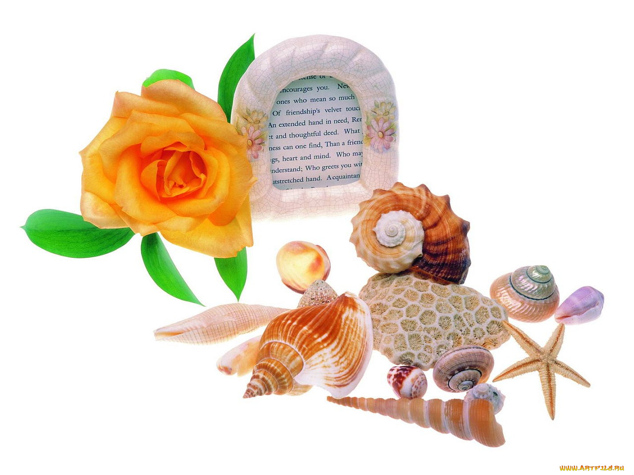 цветы, розы