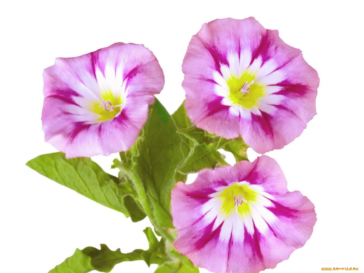 цветы, вьюнки, ипомеи