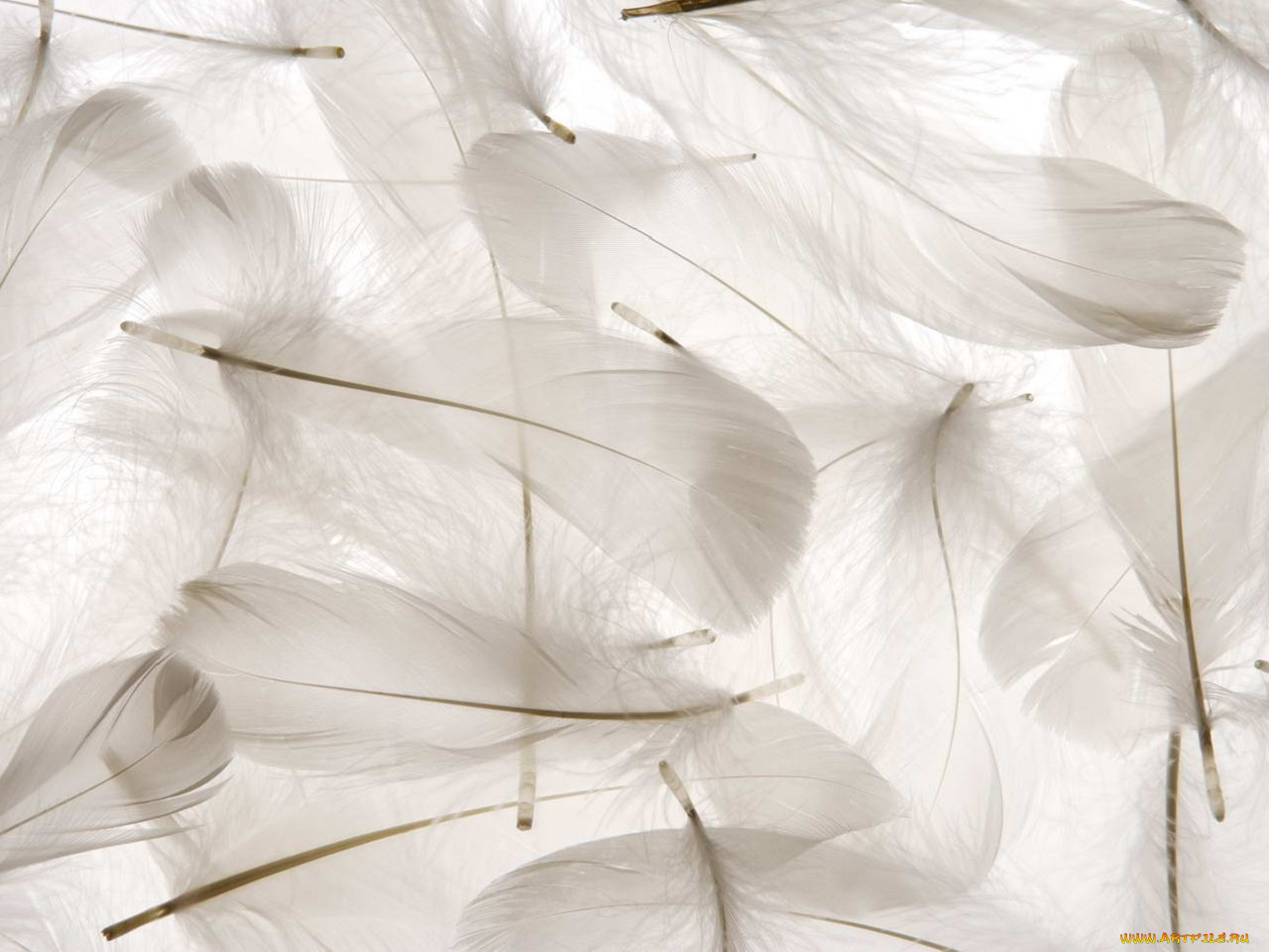 разное, перья