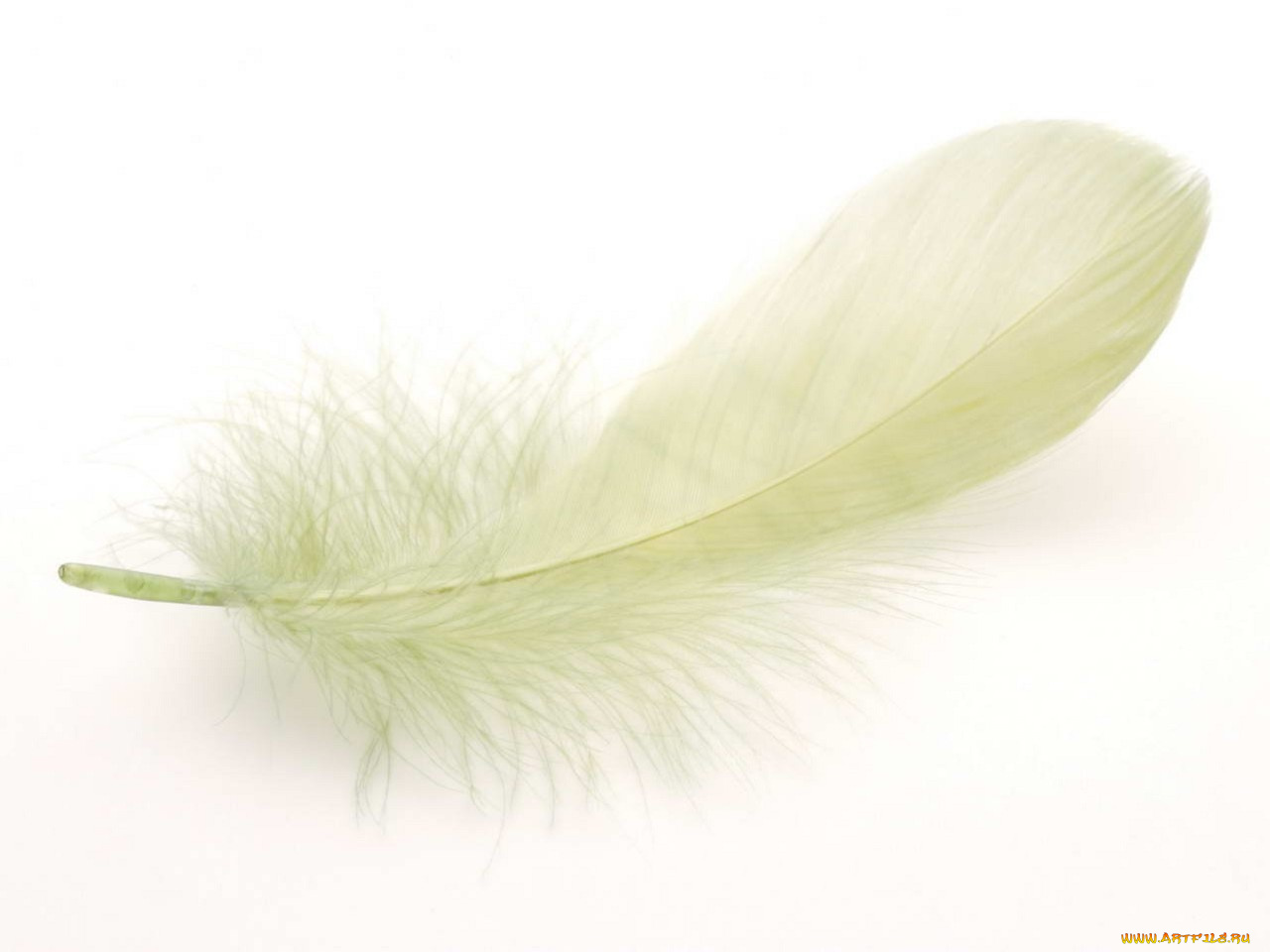 разное, перья