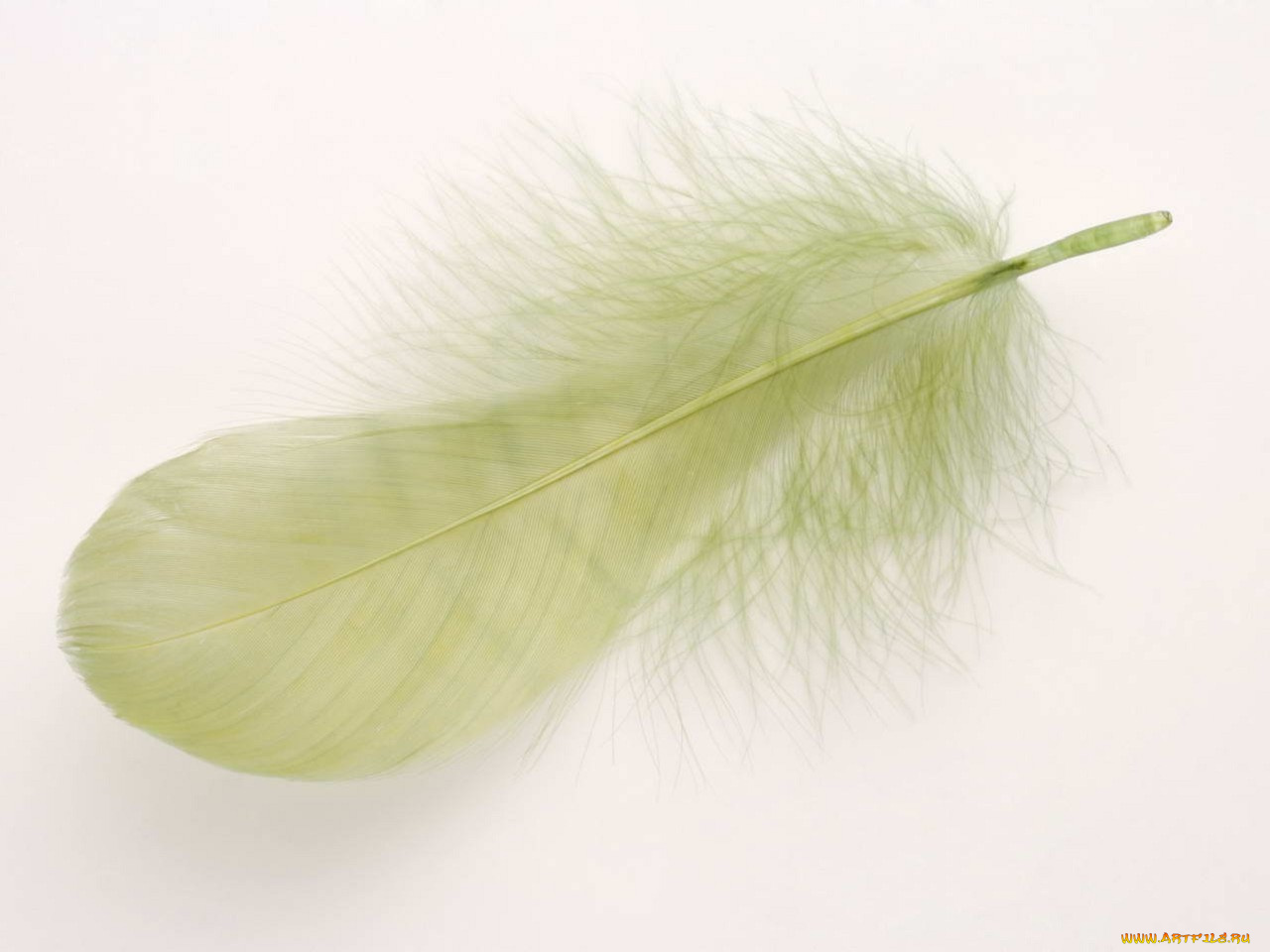 разное, перья