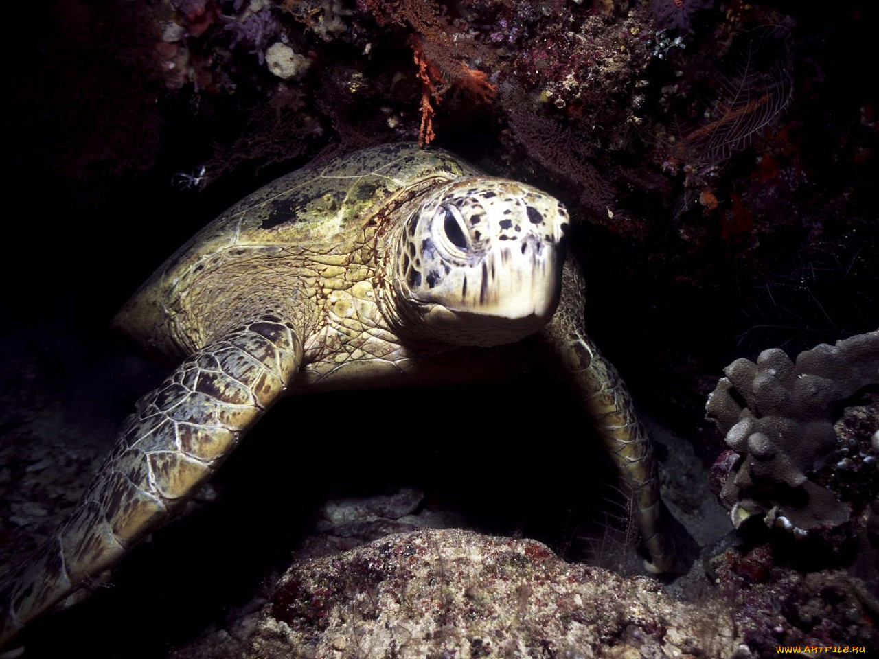 животные, Черепахи