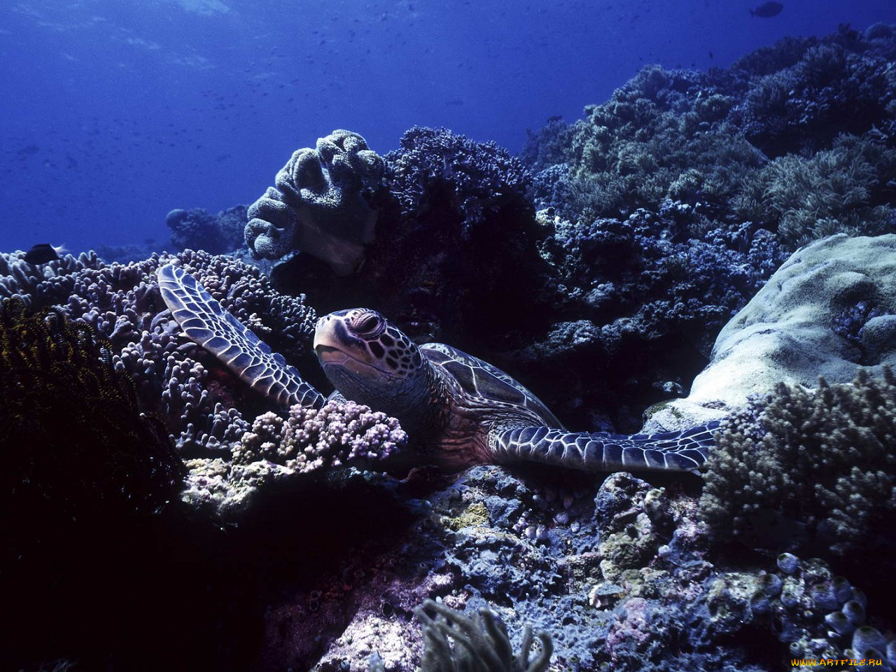 животные, Черепахи