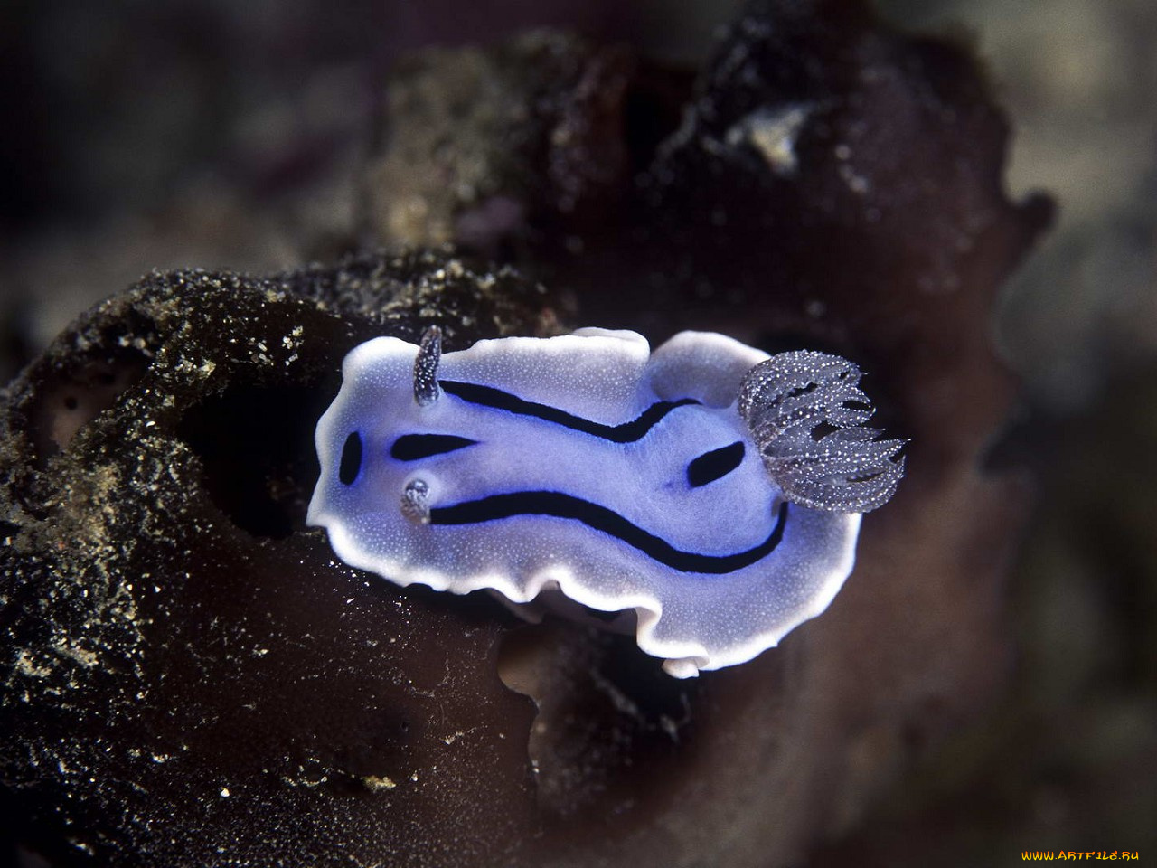 животные, морская, фауна