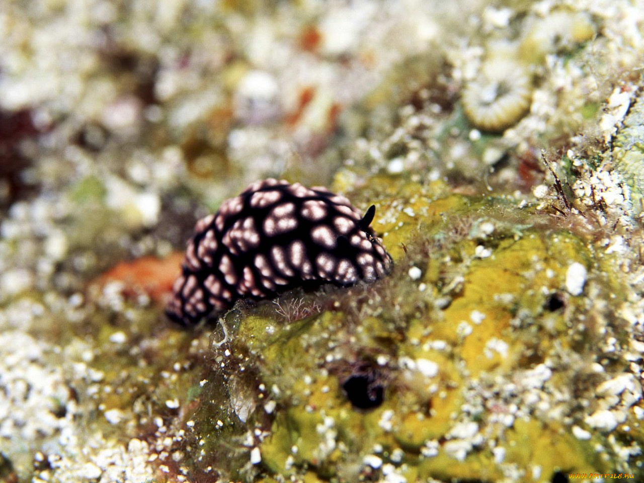 животные, морская, фауна