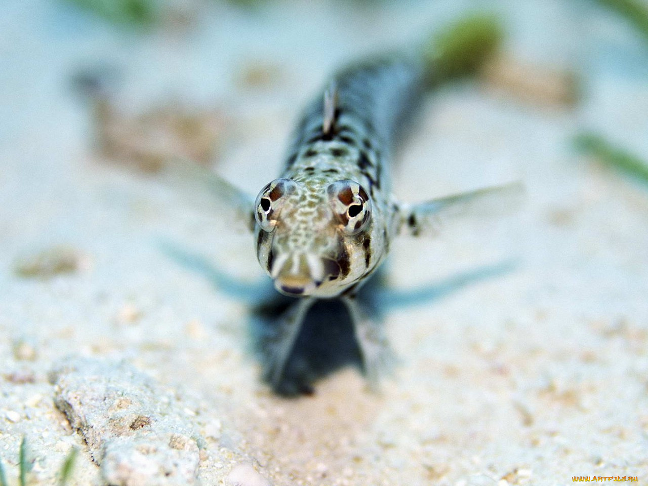 животные, рыбы