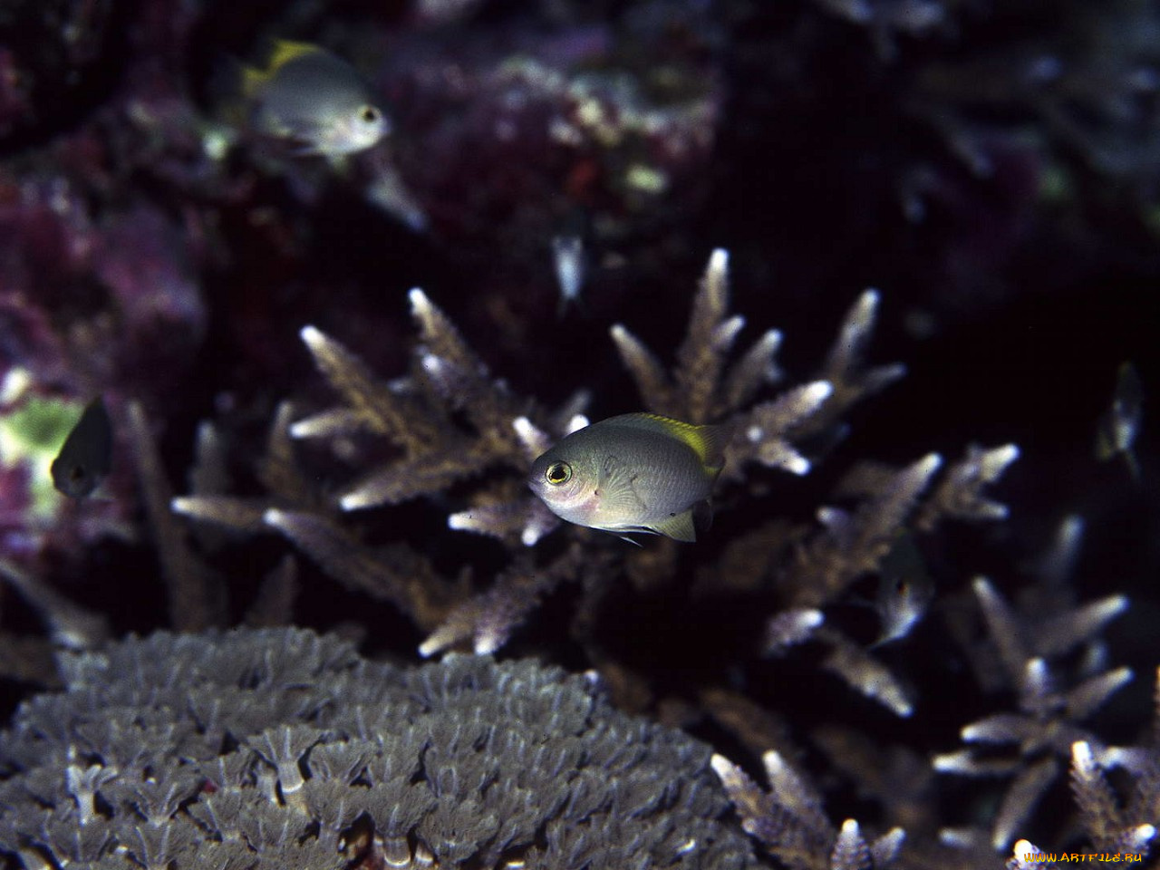 животные, рыбы