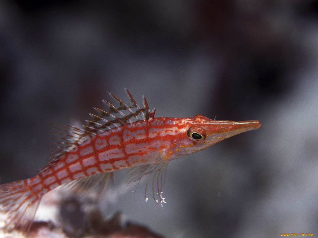 животные, рыбы