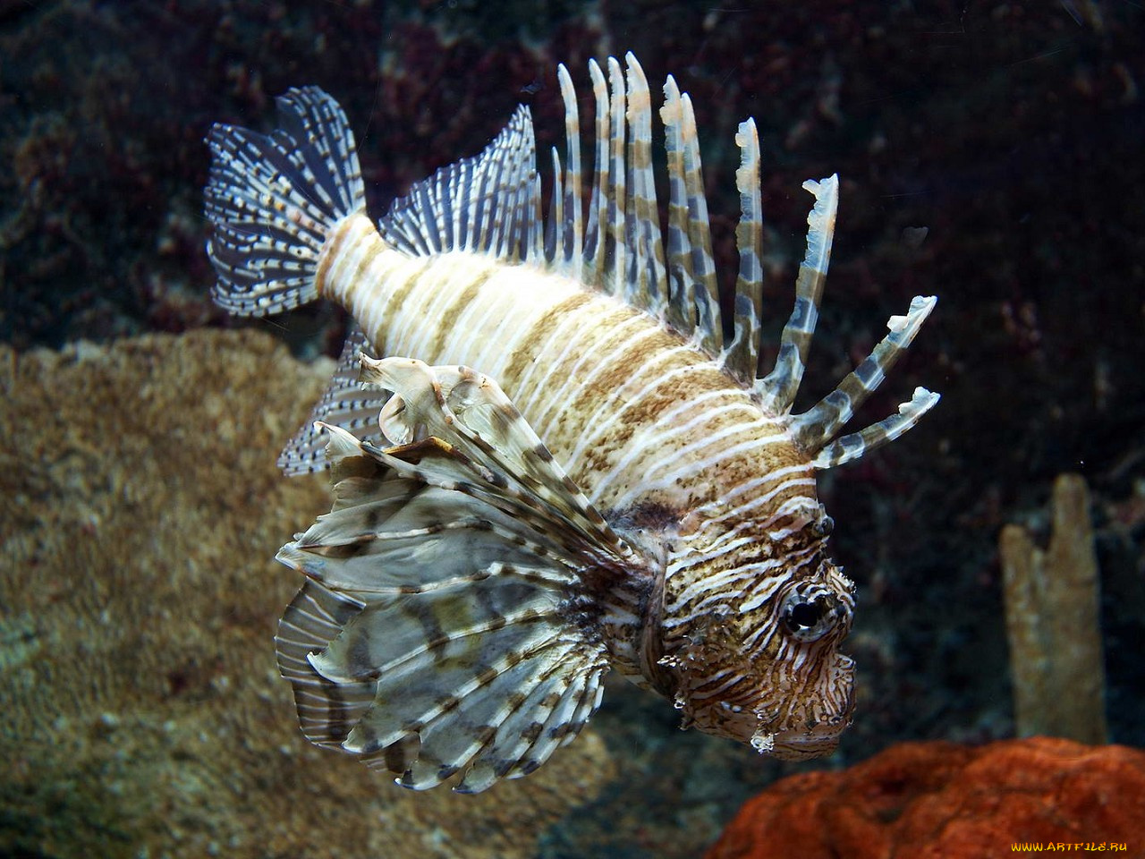 животные, рыбы