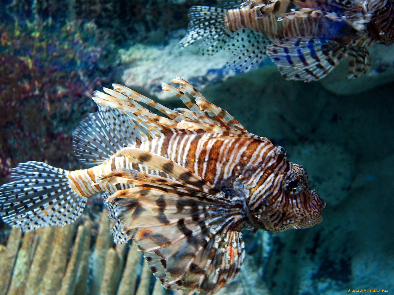 животные, рыбы