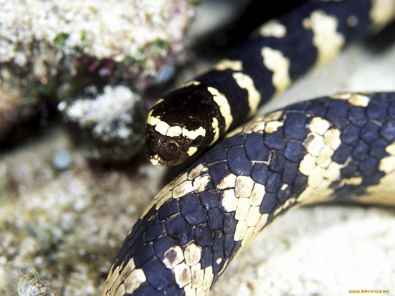 животные, змеи, питоны, кобры