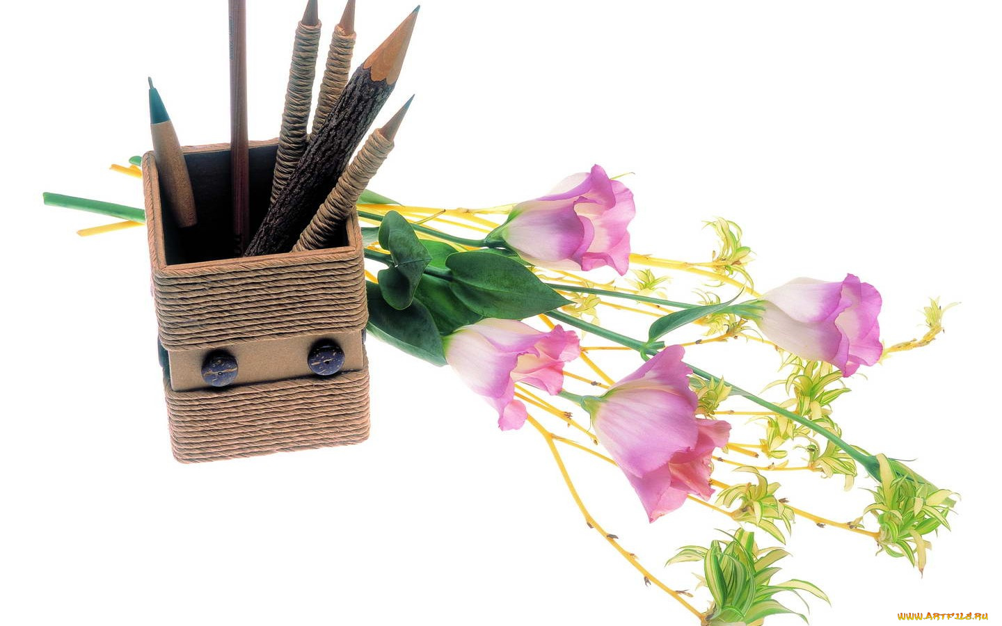 цветы, эустома