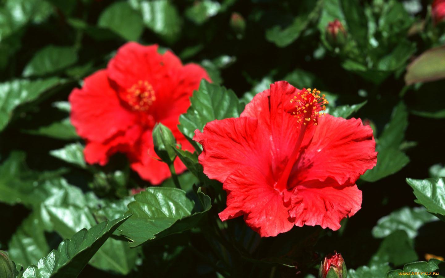 цветы, гибискусы