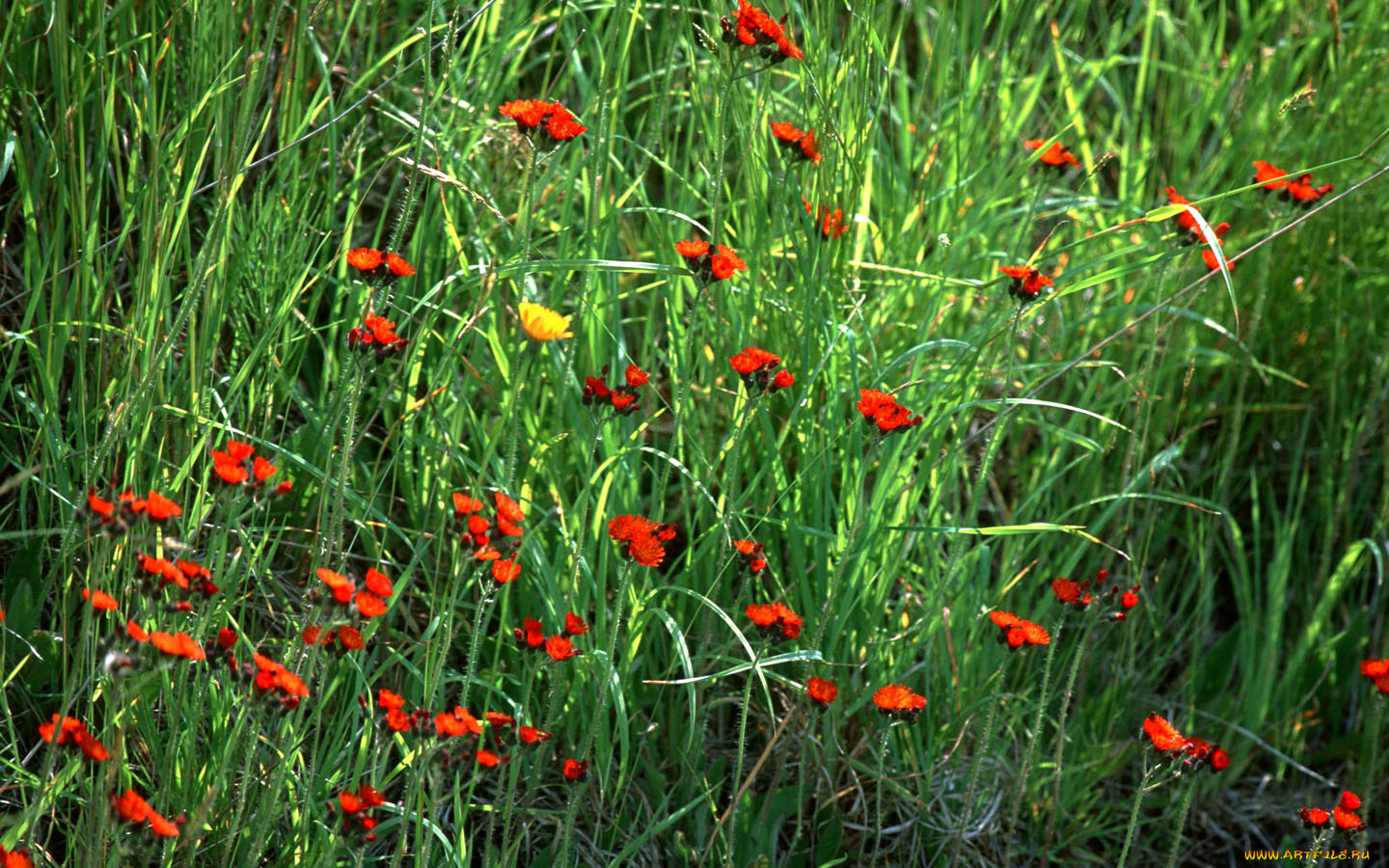 цветы, луговые, полевые