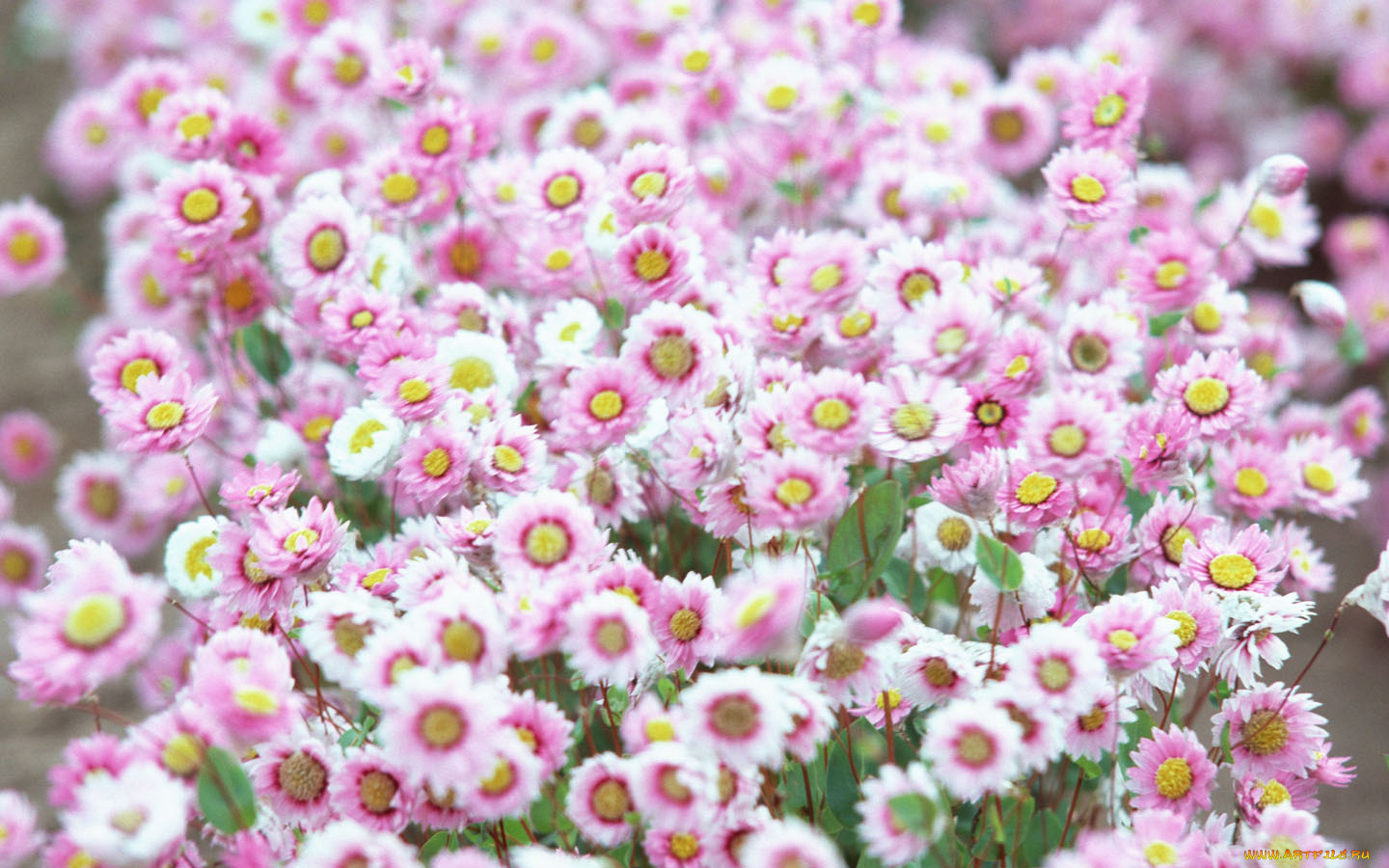 цветы, маргаритки