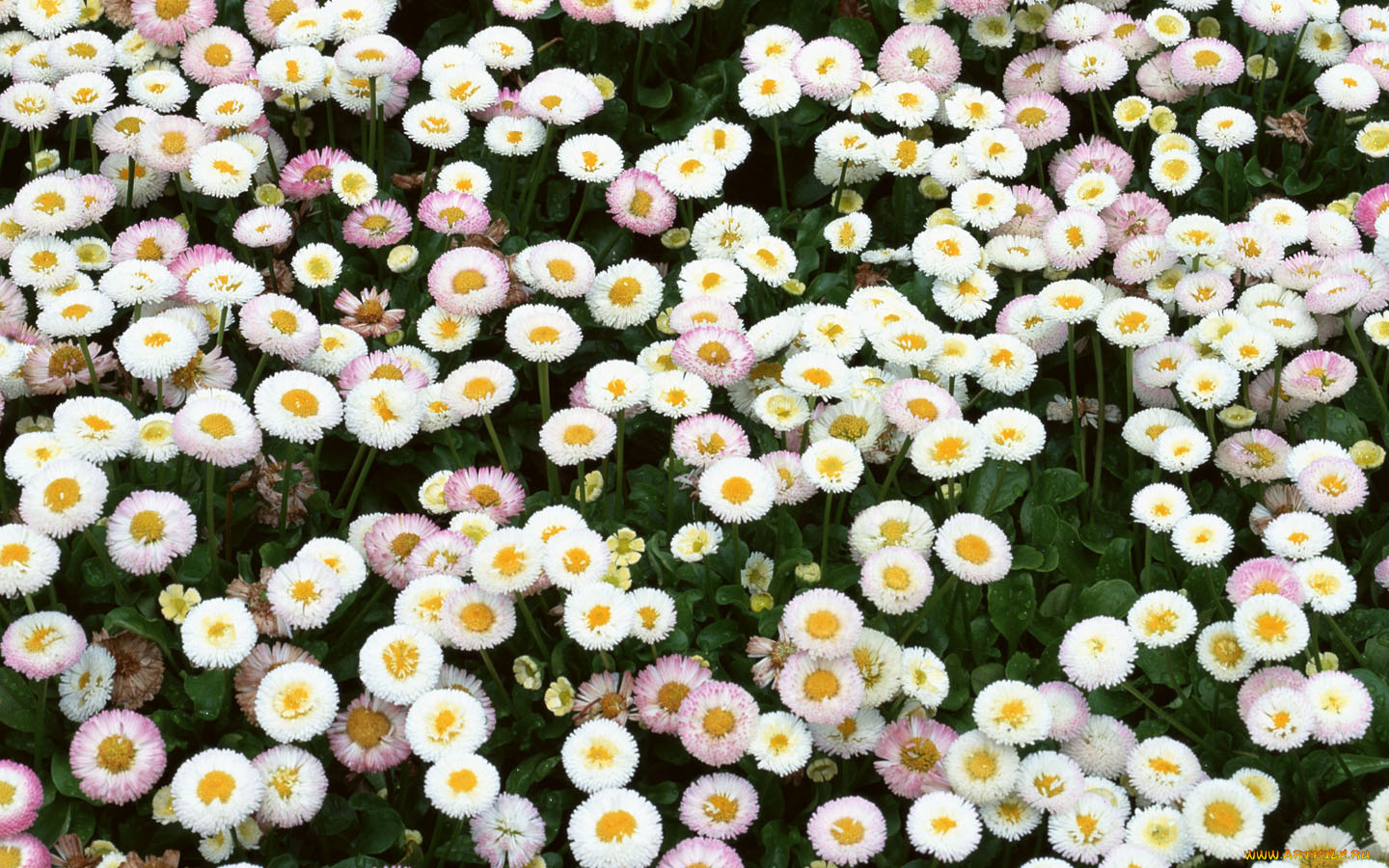 цветы, маргаритки