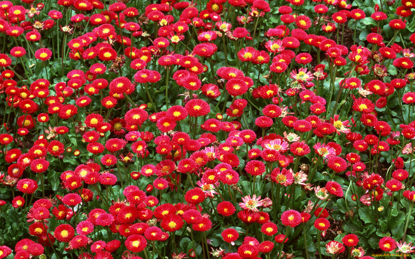 цветы, маргаритки