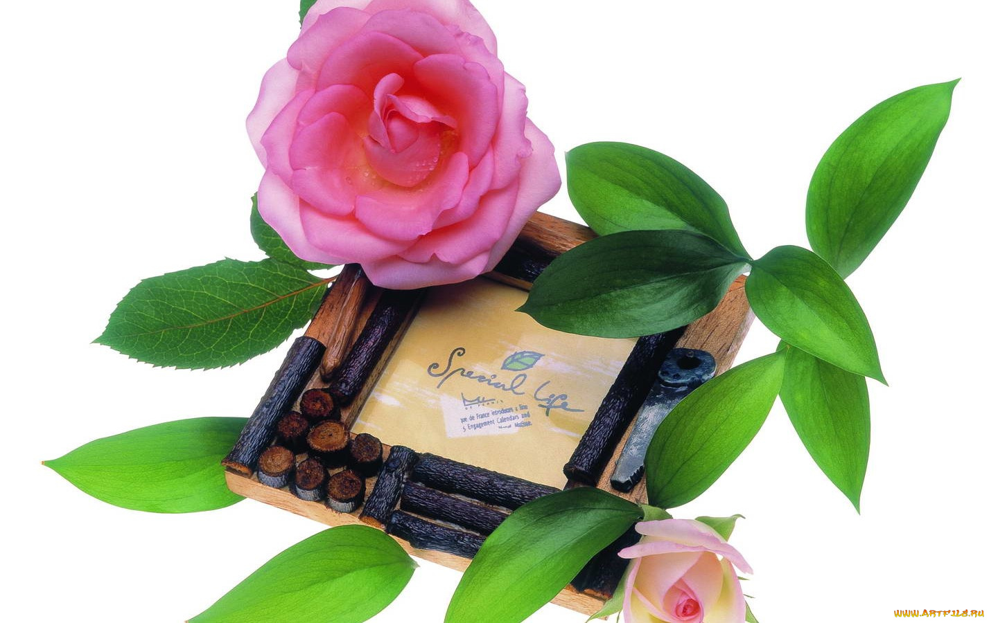 цветы, розы