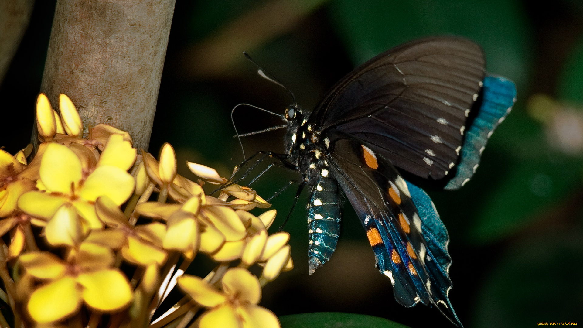 животные, бабочки