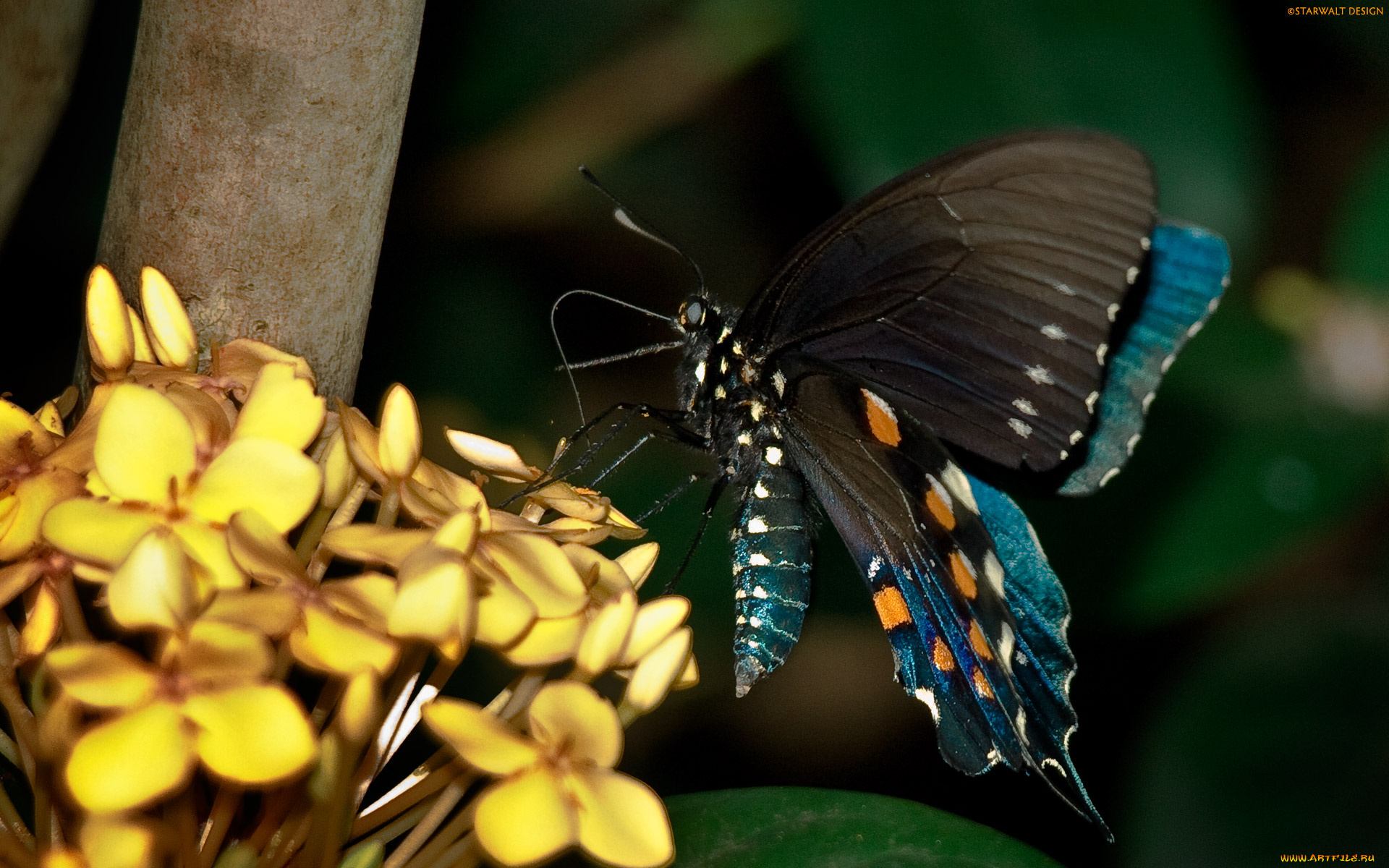животные, бабочки