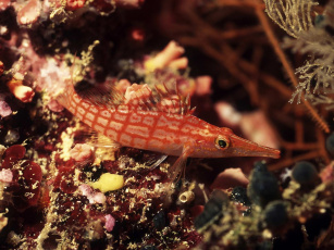 обоя животные, рыбы