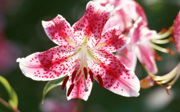 Картинка цветы лилии лилейники