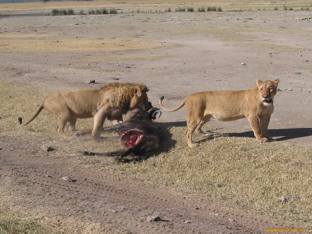 животные, львы