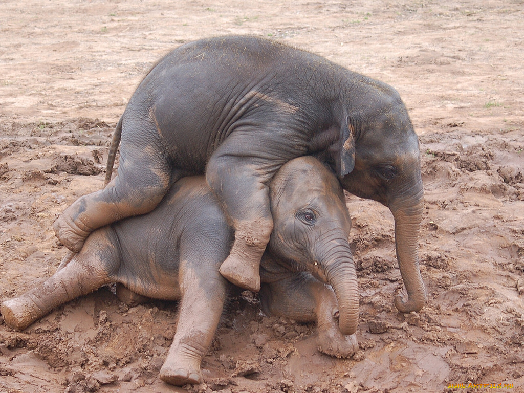 животные, слоны