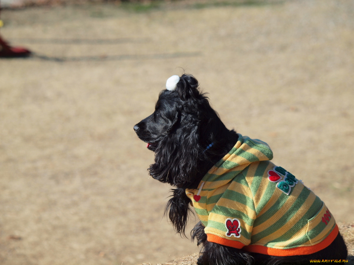 животные, собаки