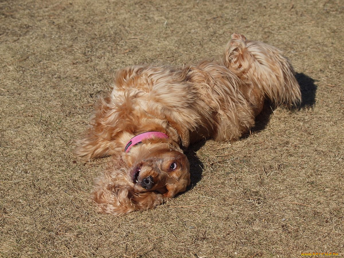 животные, собаки